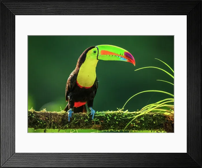 Framed Print : Keel-billed Toucan (Ramphastos sulfuratus), Laguna del Lagarto, Alajuela, Costa Rica Framed Print : Keel-billed Toucan (Ramphastos sulfuratus), Laguna del Lagarto, Alajuela, Costa Rica