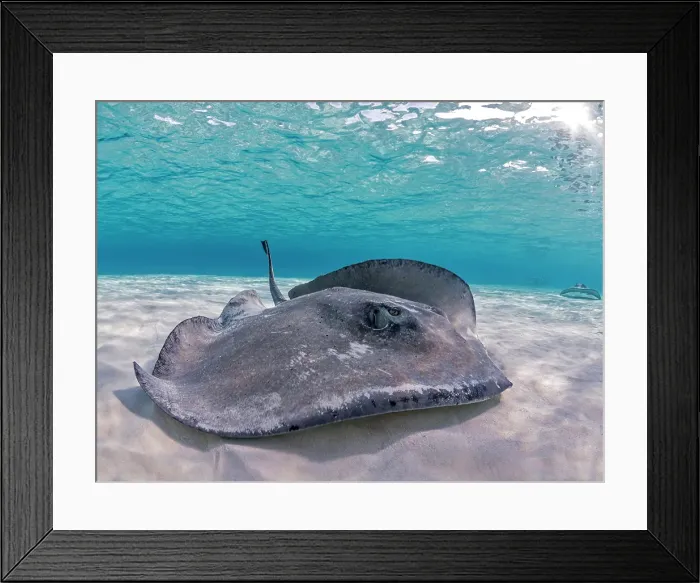 Framed Print : Southern Stingray (Dasyatis americana) at the sandbar in North Sound on Grand Cayman, Cayman Islands, British West Indies Framed Print : Southern Stingray (Dasyatis americana) at the sandbar in North Sound on Grand Cayman, Cayman Islands, British West Indies
