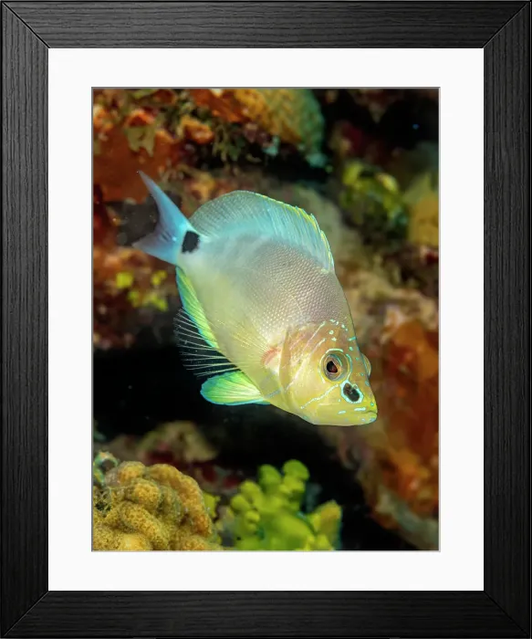 Framed Print : Butter Hamlet (Hypoplectrus unicolor), Grand Cayman, Cayman Islands, British West Indies Framed Print : Butter Hamlet (Hypoplectrus unicolor), Grand Cayman, Cayman Islands, British West Indies