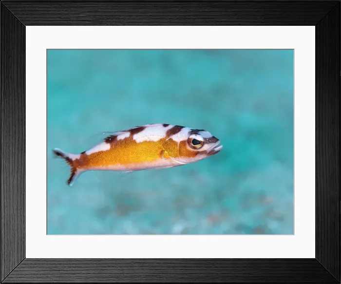 Framed Print : Tobaccofish (Serranus tabacarius), Grand Cayman, Cayman Islands, British West Indies Framed Print : Tobaccofish (Serranus tabacarius), Grand Cayman, Cayman Islands, British West Indies
