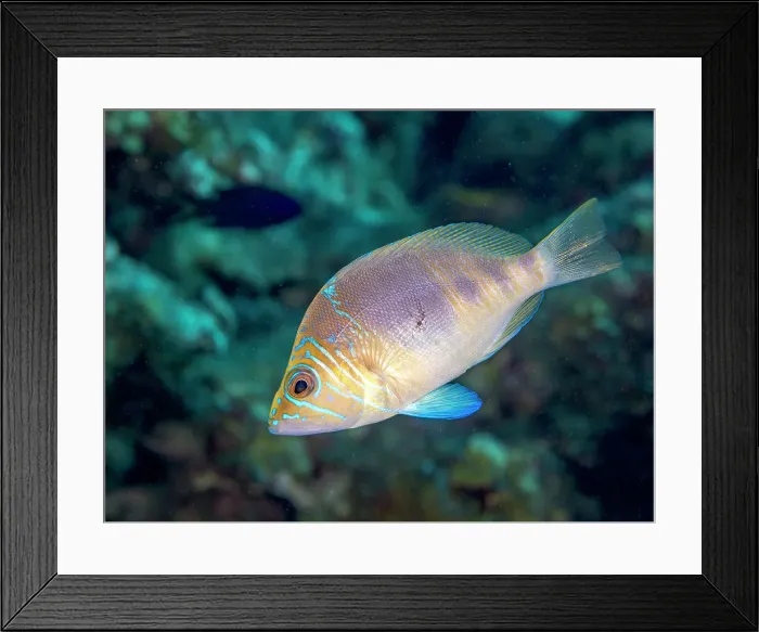 Framed Print : Barred Hamlet (Hypoplectrus puella), Grand Cayman, Cayman Islands, British West Indies Framed Print : Barred Hamlet (Hypoplectrus puella), Grand Cayman, Cayman Islands, British West Indies