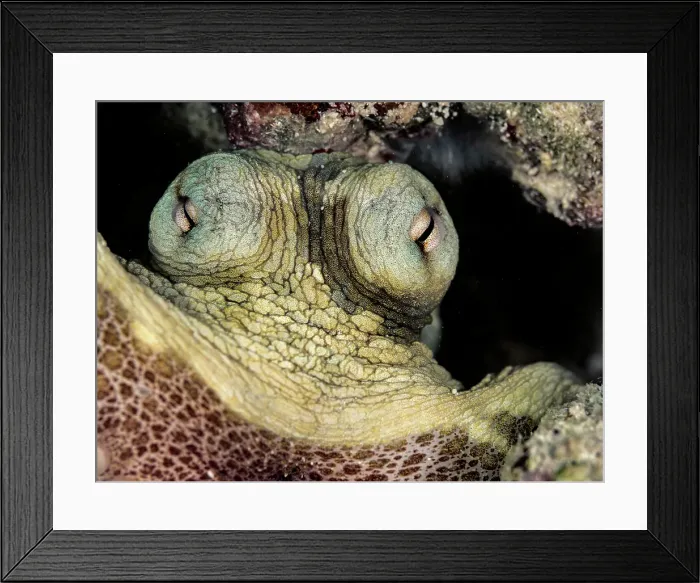 Framed Print : Common Octopus (Octopus vulgaris), Grand Cayman, Cayman Islands, British West Indies Framed Print : Common Octopus (Octopus vulgaris), Grand Cayman, Cayman Islands, British West Indies