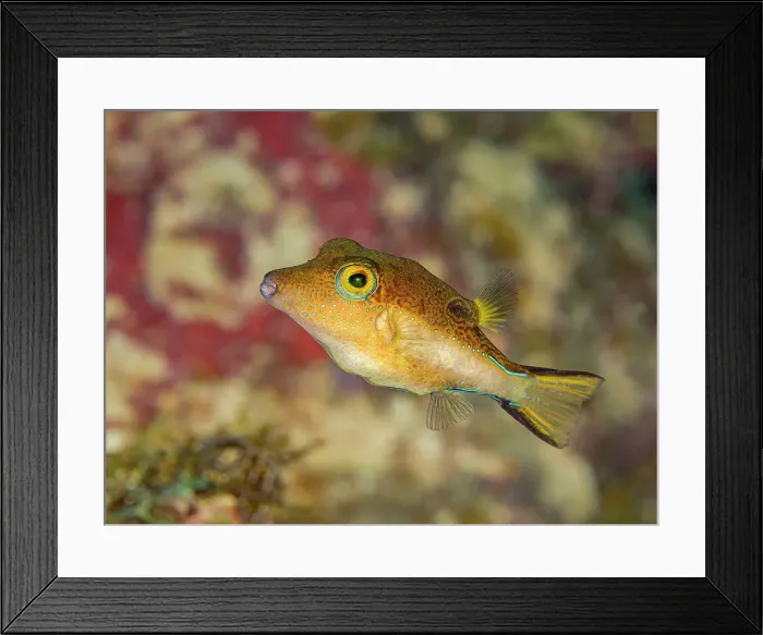 Framed Print : Sharpnose Puffer (Canthigaster rostrata), Grand Cayman, Cayman Islands, British West Indies Framed Print : Sharpnose Puffer (Canthigaster rostrata), Grand Cayman, Cayman Islands, British West Indies