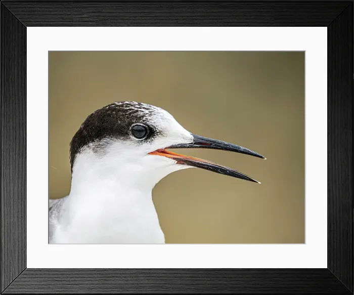 Framed Print : Roseate Tern (Sterna dougallii) in winter plumage, Grand Cayman, Cayman Islands, British West Indies Framed Print : Roseate Tern (Sterna dougallii) in winter plumage, Grand Cayman, Cayman Islands, British West Indies
