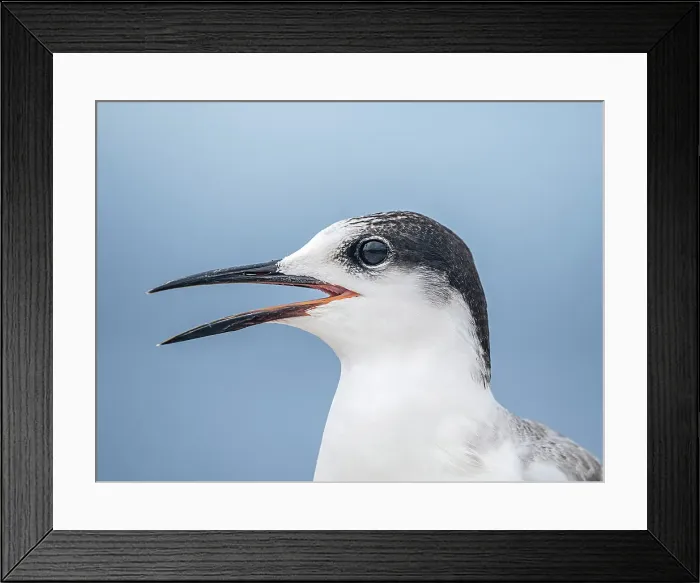 Framed Print : Roseate Tern (Sterna dougallii) in winter plumage, Grand Cayman, Cayman Islands, British West Indies Framed Print : Roseate Tern (Sterna dougallii) in winter plumage, Grand Cayman, Cayman Islands, British West Indies