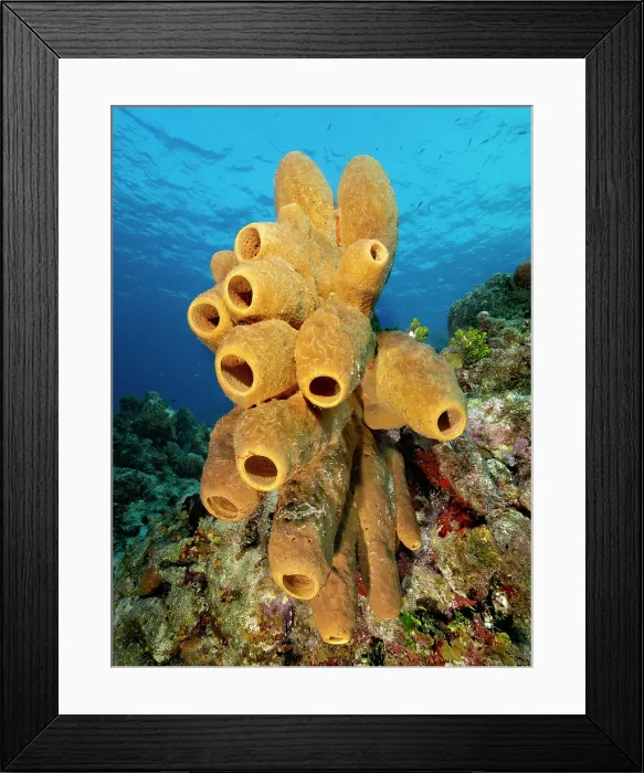 Framed Print : Tubulate Sponge (Agelas tubulata), Grand Cayman, Cayman Islands, British West Indies