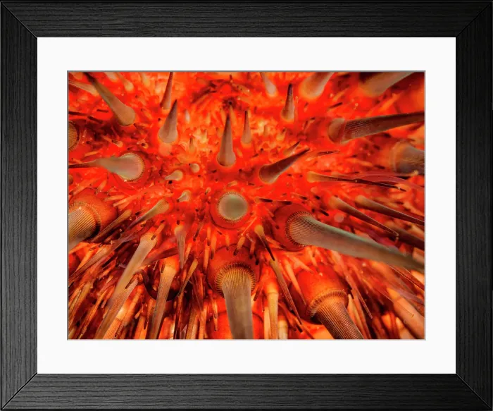 Framed Print : Rock-Boring Urchin (Echinometra lucunter), Grand Cayman, Cayman Islands, British West Indies Framed Print : Rock-Boring Urchin (Echinometra lucunter), Grand Cayman, Cayman Islands, British West Indies