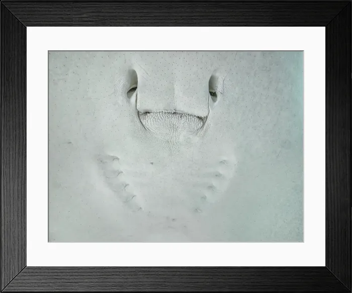 Framed Print : Southern Stingray (Dasyatis americana) at the Stingray City sandbar in North Sound on Grand Cayman, Cayman lsands, British West Indies Framed Print : Southern Stingray (Dasyatis americana) at the Stingray City sandbar in North Sound on Grand Cayman, Cayman lsands, British West Indies