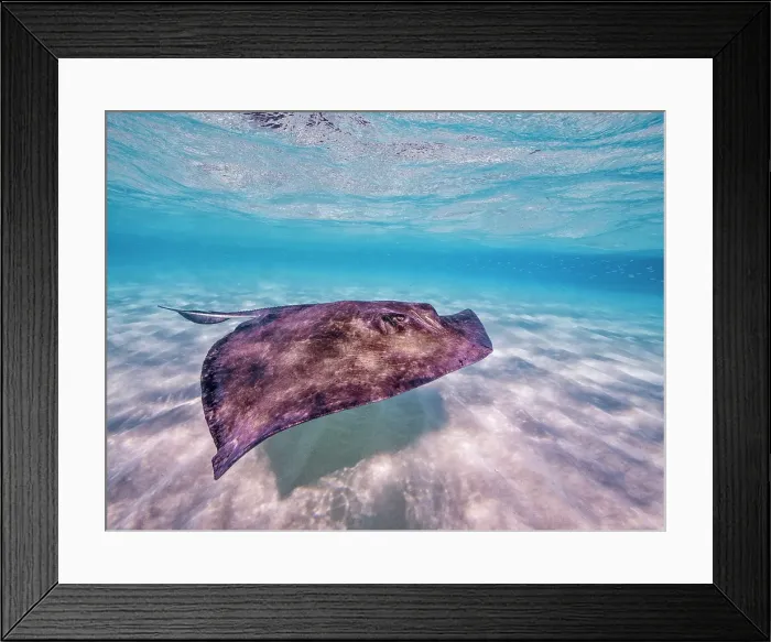 Framed Print : Southern Stingray (Dasyatis americana) at the Stingray City sandbar in North Sound on Grand Cayman, Cayman lsands, British West Indies Framed Print : Southern Stingray (Dasyatis americana) at the Stingray City sandbar in North Sound on Grand Cayman, Cayman lsands, British West Indies