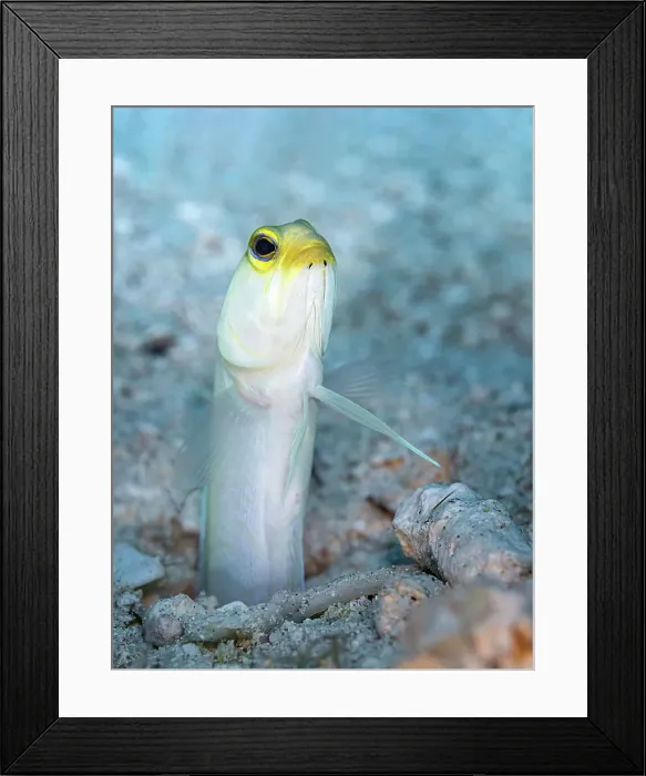 Framed Print : Yellowhead Jawfish (Opistognathus aurifrons), Grand Cayman, Cayman Islands, British West Indies Framed Print : Yellowhead Jawfish (Opistognathus aurifrons), Grand Cayman, Cayman Islands, British West Indies
