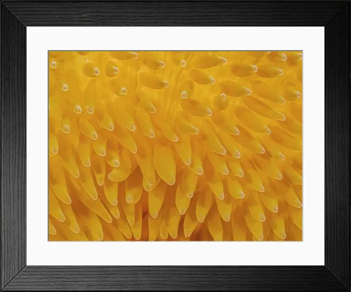 Framed Print : Sun Anemone (Stichodactyla helianthus), Grand Cayman, Cayman Islands, British West Indies Framed Print : Sun Anemone (Stichodactyla helianthus), Grand Cayman, Cayman Islands, British West Indies