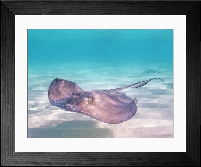 Framed Print : Southern Stingray (Dasyatis americana) at the Stingray City sandbar in North Sound on Grand Cayman, Cayman lsands, British West Indies Framed Print : Southern Stingray (Dasyatis americana) at the Stingray City sandbar in North Sound on Grand Cayman, Cayman lsands, British West Indies