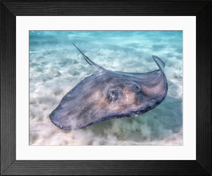 Framed Print : Southern Stingray (Dasyatis americana) at the Stingray City sandbar in North Sound on Grand Cayman, Cayman lsands, British West Indies Framed Print : Southern Stingray (Dasyatis americana) at the Stingray City sandbar in North Sound on Grand Cayman, Cayman lsands, British West Indies