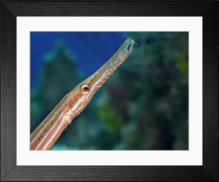 Framed Print : Trumpetfish (Aulostomus maculatus), Grand Cayman, Cayman Islands, British West Indies Framed Print : Trumpetfish (Aulostomus maculatus), Grand Cayman, Cayman Islands, British West Indies