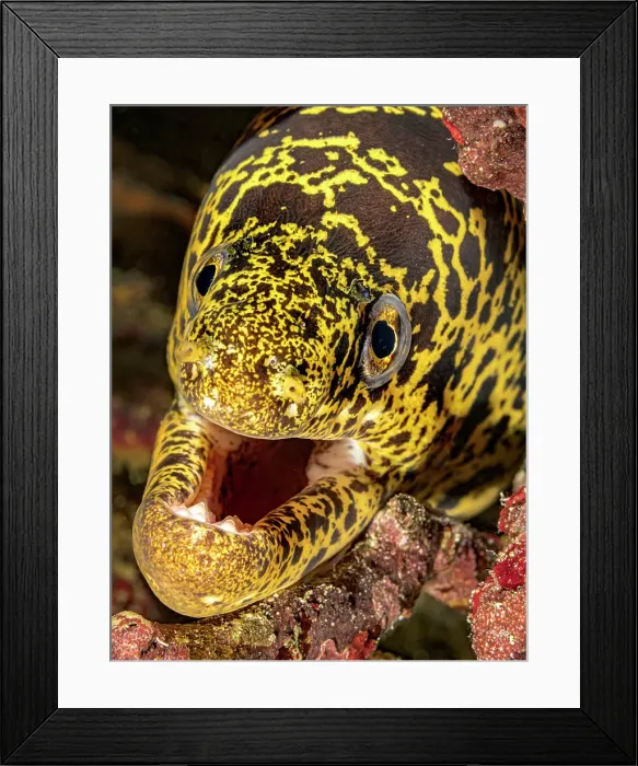 Framed Print : Chain Moray Eel (Echidna catenata), Grand Cayman, Cayman Islands, British West Indies Framed Print : Chain Moray Eel (Echidna catenata), Grand Cayman, Cayman Islands, British West Indies