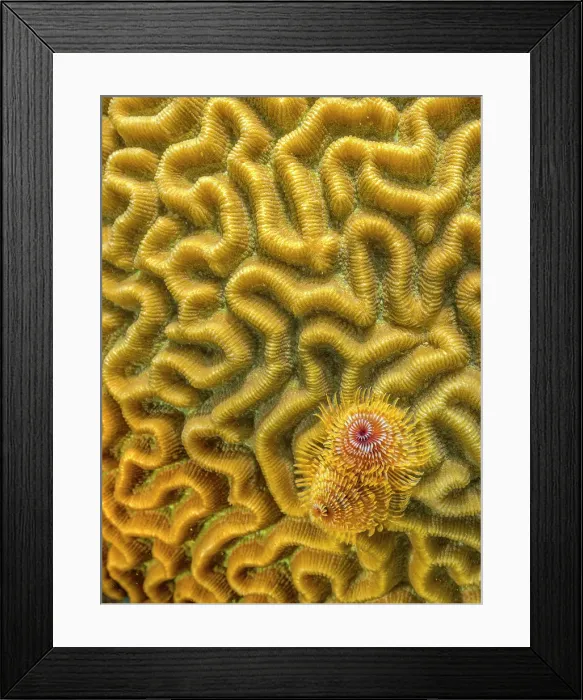Framed Print : Christmas Tree Worm (Spirobranchus giganteus) on Symmetrical Brain Coral (Pseudodiploria strigosa), Grand Cayman, Cayman Islands, British West Indies Framed Print : Christmas Tree Worm (Spirobranchus giganteus) on Symmetrical Brain Coral (Pseudodiploria strigosa), Grand Cayman, Cayman Islands, British West Indies