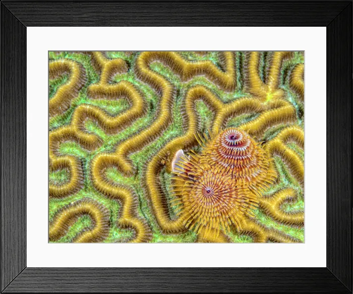 Framed Print : Christmas Tree Worm (Spirobranchus giganteus), Grand Cayman, Cayman Islands, British West Indies Framed Print : Christmas Tree Worm (Spirobranchus giganteus), Grand Cayman, Cayman Islands, British West Indies