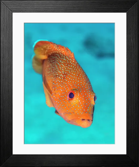 Framed Print : Coney (Cephalopholis fulva), Grand Cayman, Cayman Islands, British West Indies Framed Print : Coney (Cephalopholis fulva), Grand Cayman, Cayman Islands, British West Indies