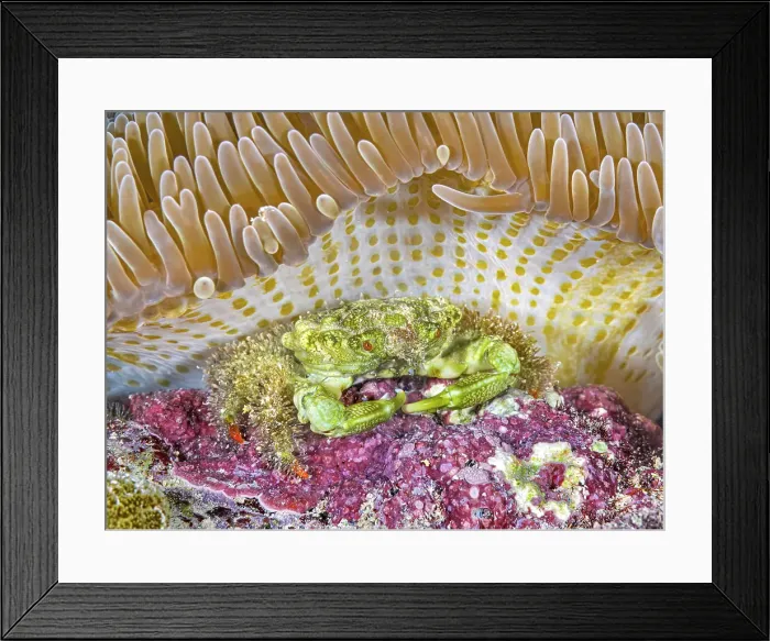 Framed Print : Green Clinging Crab (Mithraculus sculptus) beneath a Sun Anemone (Stichodactyla helianthus), Grand Cayman, Cayman Islands, British West Indies Framed Print : Green Clinging Crab (Mithraculus sculptus) beneath a Sun Anemone (Stichodactyla helianthus), Grand Cayman, Cayman Islands, British West Indies