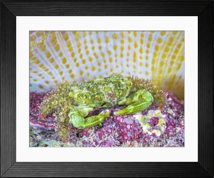 Framed Print : Green Clinging Crab (Mithraculus sculptus) beneath a Sun Anemone (Stichodactyla helianthus), Grand Cayman, Cayman Islands, British West Indies Framed Print : Green Clinging Crab (Mithraculus sculptus) beneath a Sun Anemone (Stichodactyla helianthus), Grand Cayman, Cayman Islands, British West Indies