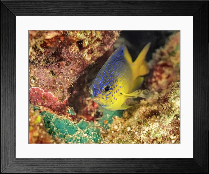 Framed Print : Beaugregory (Stegastes leucostictus) juvenile, Grand Cayman, Cayman, Islands, British West Indies Framed Print : Beaugregory (Stegastes leucostictus) juvenile, Grand Cayman, Cayman, Islands, British West Indies