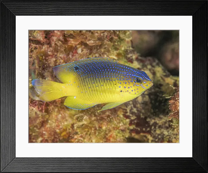 Framed Print : Beaugregory (Stegastes leucostictus) juvenile, Grand Cayman, Cayman, Islands, British West Indies Framed Print : Beaugregory (Stegastes leucostictus) juvenile, Grand Cayman, Cayman, Islands, British West Indies