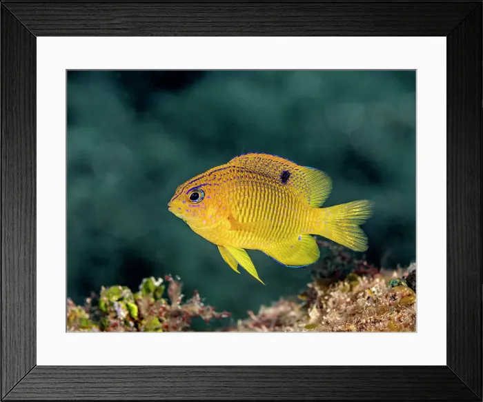 Framed Print : Longfin Damselfish (Stegastes diencaeus), Grand Cayman, Cayman Islands, British West Indies Framed Print : Longfin Damselfish (Stegastes diencaeus), Grand Cayman, Cayman Islands, British West Indies