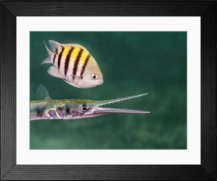 Framed Print : Flat Needlefish (Ablennes hians) and Sergeant Major (Abudefduf saxatilis), Grand Cayman, Cayman Islands, British West Indies Framed Print : Flat Needlefish (Ablennes hians) and Sergeant Major (Abudefduf saxatilis), Grand Cayman, Cayman Islands, British West Indies