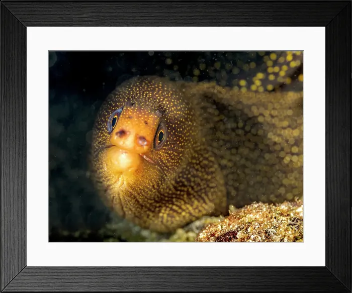 Framed Print : Goldentail Moray Eel (Gymnothorax miliaris), Grand Cayman, Cayman Islands, British West Indies Framed Print : Goldentail Moray Eel (Gymnothorax miliaris), Grand Cayman, Cayman Islands, British West Indies