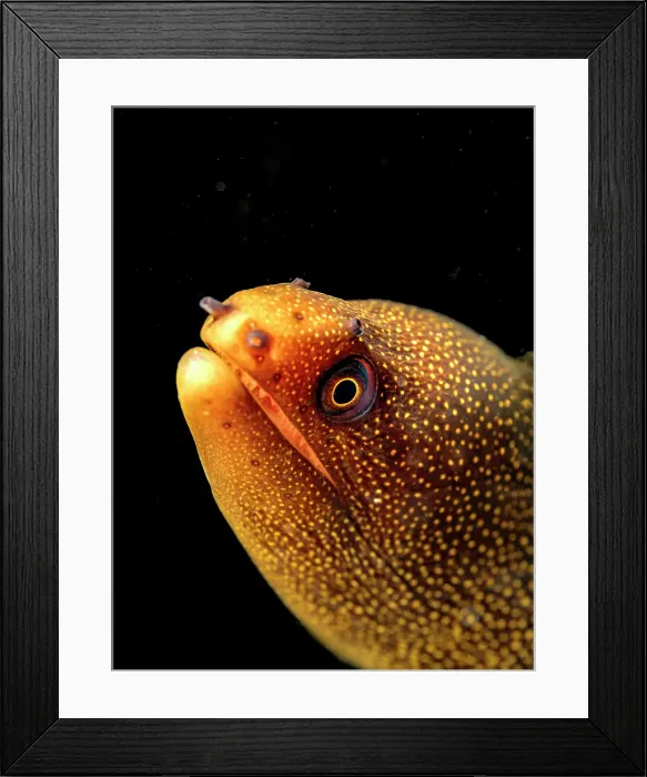 Framed Print : Goldentail Moray Eel (Gymnothorax miliaris), Grand Cayman, Cayman Islands, British West Indies Framed Print : Goldentail Moray Eel (Gymnothorax miliaris), Grand Cayman, Cayman Islands, British West Indies