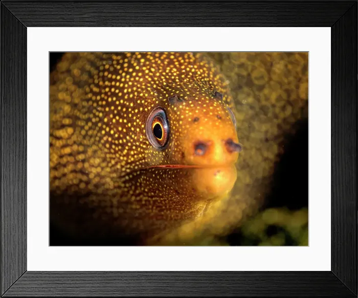 Framed Print : Goldentail Moray Eel (Gymnothorax miliaris), Grand Cayman, Cayman Islands, British West Indies Framed Print : Goldentail Moray Eel (Gymnothorax miliaris), Grand Cayman, Cayman Islands, British West Indies