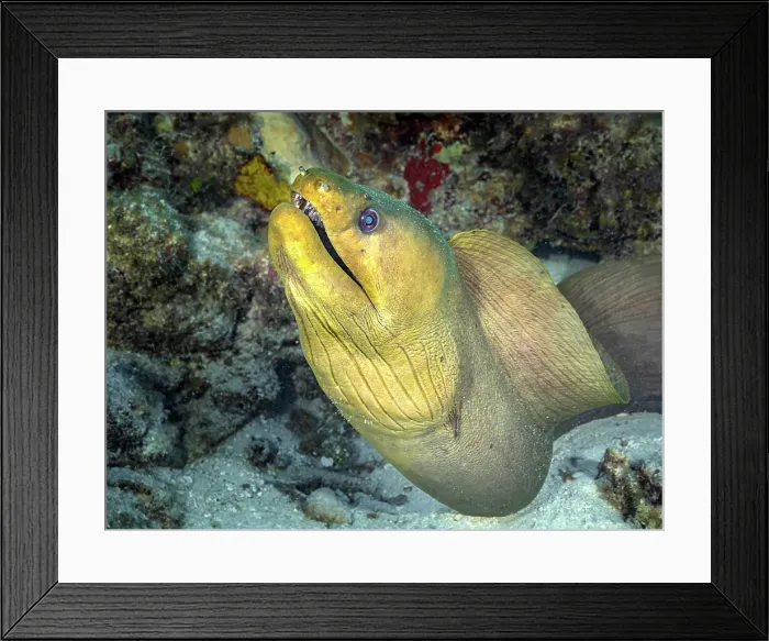 Framed Print : Green Moray Eel (Gymnothorax funebris), Grand Cayman, Cayman Islands, British West Indies Framed Print : Green Moray Eel (Gymnothorax funebris), Grand Cayman, Cayman Islands, British West Indies