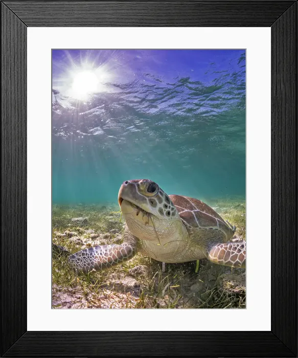 Framed Print : Green Turtle (Chelonia mydas), Grand Cayman, Cayman Islands, British West Indies Framed Print : Green Turtle (Chelonia mydas), Grand Cayman, Cayman Islands, British West Indies