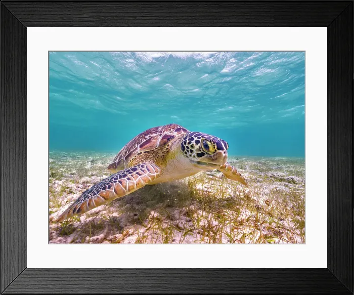 Framed Print : Green Turtle (Chelonia mydas), Grand Cayman, Cayman Islands, British West Indies Framed Print : Green Turtle (Chelonia mydas), Grand Cayman, Cayman Islands, British West Indies