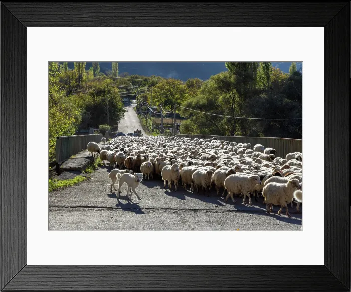 Framed Print : A flock of sheep being herded along a road, Samtskhe-Javakheti Region, Georgia Framed Print : A flock of sheep being herded along a road, Samtskhe-Javakheti Region, Georgia