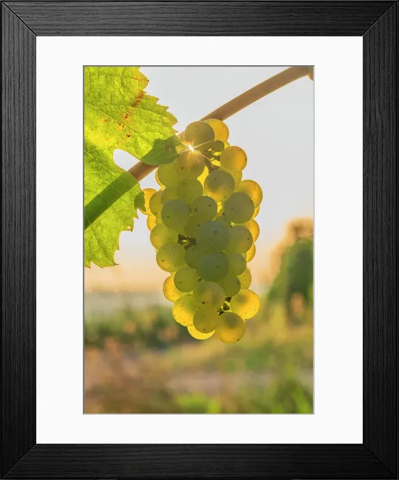Framed Print : Grapes in a vineyard near Wiltingen, Saar valley, Rhineland-Palatinate, Germany Framed Print : Grapes in a vineyard near Wiltingen, Saar valley, Rhineland-Palatinate, Germany