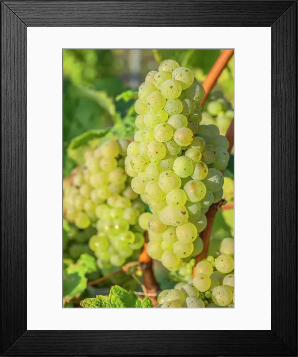Framed Print : Grapes in a vineyard near Wiltingen, Saar valley, Rhineland-Palatinate, Germany Framed Print : Grapes in a vineyard near Wiltingen, Saar valley, Rhineland-Palatinate, Germany