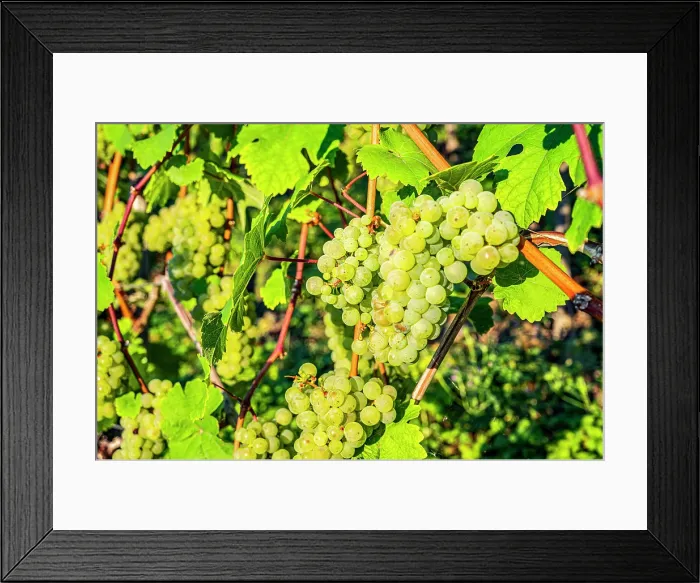 Framed Print : Riesling grapes at Beilstein, Hunsruck, Mosel, Rhineland-Palatinate, Germany Framed Print : Riesling grapes at Beilstein, Hunsruck, Mosel, Rhineland-Palatinate, Germany
