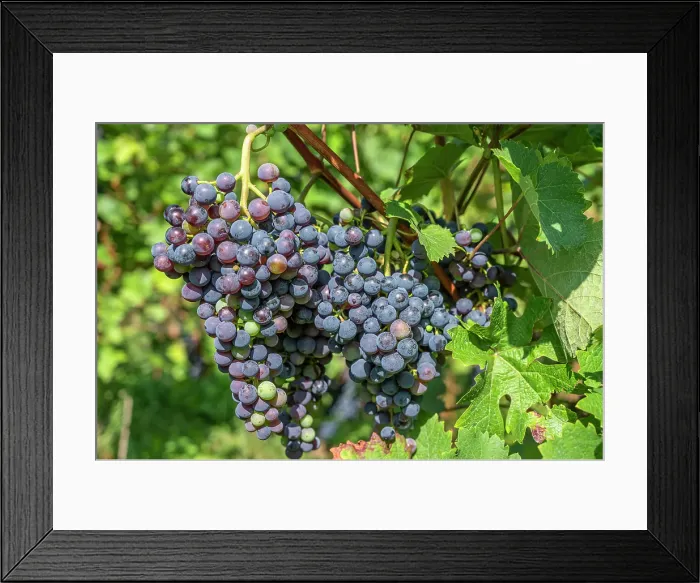 Framed Print : Burgundy grapes at Cochem, Mosel valley, Rhineland-Palatinate, Germany Framed Print : Burgundy grapes at Cochem, Mosel valley, Rhineland-Palatinate, Germany