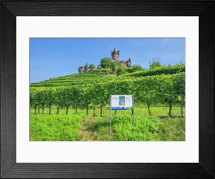 Framed Print : Cochem castle with vineyards, Cochem, Mosel valley, Rhineland-Palatinate, Germany Framed Print : Cochem castle with vineyards, Cochem, Mosel valley, Rhineland-Palatinate, Germany