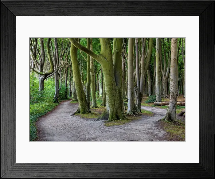Framed Print : Germany, Mecklenburg Western Pomerania, near Nienhagen village, forest Framed Print : Germany, Mecklenburg Western Pomerania, near Nienhagen village, forest