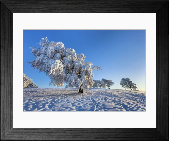 Framed Print : Germany, Baden-Wuerttemberg, Schauinsland mountain, Beech tree Framed Print : Germany, Baden-Wuerttemberg, Schauinsland mountain, Beech tree