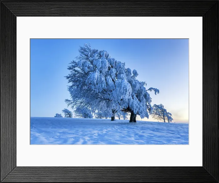 Framed Print : Germany, Baden-Wuerttemberg, Schauinsland mountain, Beech tree Framed Print : Germany, Baden-Wuerttemberg, Schauinsland mountain, Beech tree