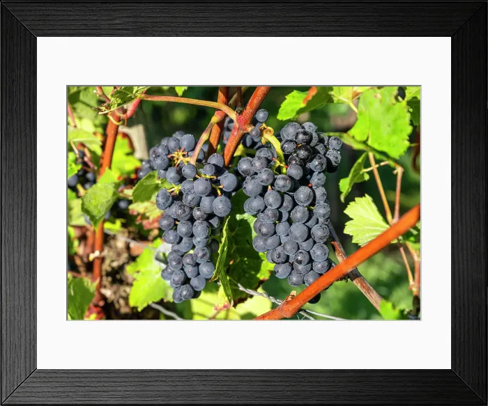 Framed Print : Red grapes near Mayschoss, Ahr valley, Eifel, Rhineland-Palatinate, Germany Framed Print : Red grapes near Mayschoss, Ahr valley, Eifel, Rhineland-Palatinate, Germany