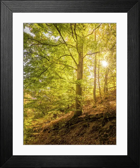 Framed Print : Sunrise in the forest in the Tiefenbachtal above Bernkastel-Kues, Mosel, Rhineland-Palatinate, Germany Framed Print : Sunrise in the forest in the Tiefenbachtal above Bernkastel-Kues, Mosel, Rhineland-Palatinate, Germany