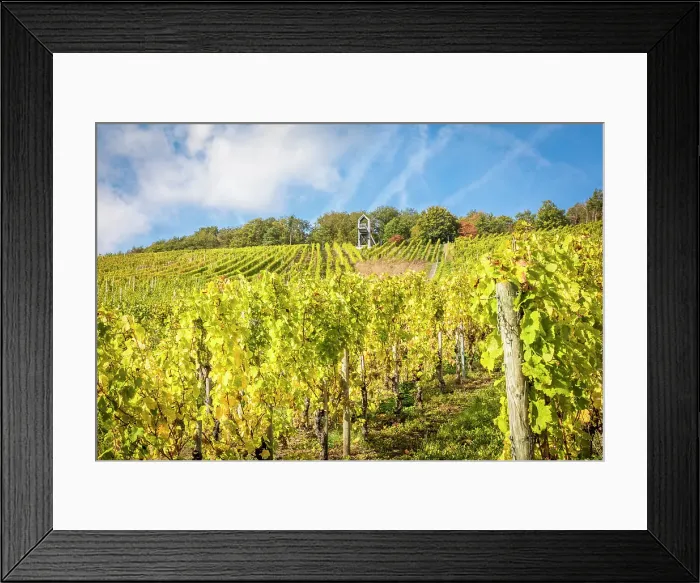 Framed Print : Vineyards in autumn above Kues, Bernkastel-Kues, Mosel, Rhineland-Palatinate, Germany Framed Print : Vineyards in autumn above Kues, Bernkastel-Kues, Mosel, Rhineland-Palatinate, Germany