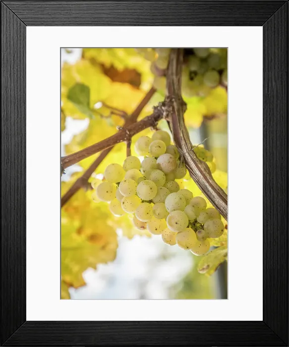 Framed Print : Riesling grapes in autumn in the vineyards above Kues, Bernkastel-Kues, Mosel, Rhineland-Palatinate, Germany