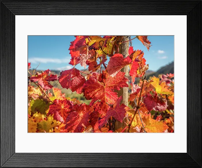 Framed Print : Colorful vines above Bremm on the Mosel, Mosel, Rhineland-Palatinate, Germany Framed Print : Colorful vines above Bremm on the Mosel, Mosel, Rhineland-Palatinate, Germany