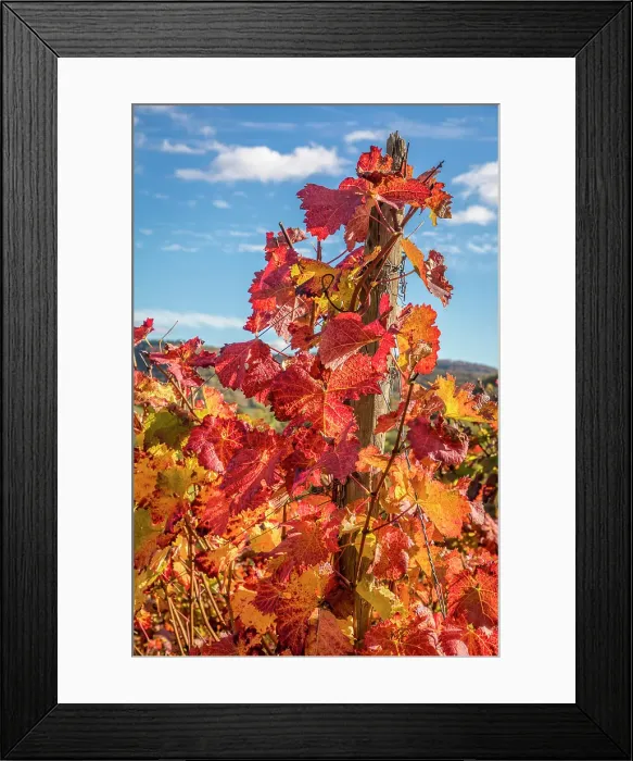 Framed Print : Colorful vines above Bremm on the Mosel, Mosel, Rhineland-Palatinate, Germany Framed Print : Colorful vines above Bremm on the Mosel, Mosel, Rhineland-Palatinate, Germany