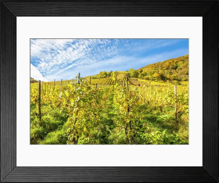 Framed Print : Calmont vineyard, steepest vineyard in Europe, Bremm, Mosel, Rhineland-Palatinate, Germany Framed Print : Calmont vineyard, steepest vineyard in Europe, Bremm, Mosel, Rhineland-Palatinate, Germany